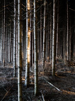 Morning's golden light into the woods lighting tree trunks and broken branches on the ground, at the beginning of autumn, into the forest of Ardennes, Belgium.