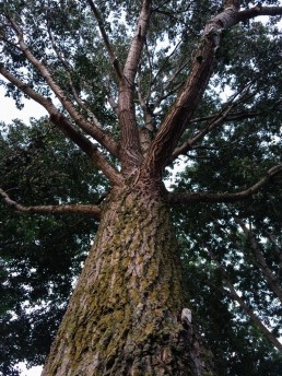 Looking up a Tree at the summer.