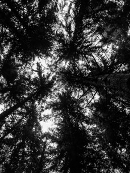 Looking Up into the trees. Kralingse bos, Rotterdam.