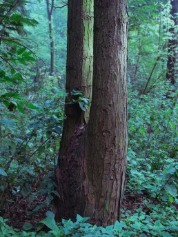 A tree trunk like a human body in the forest.
