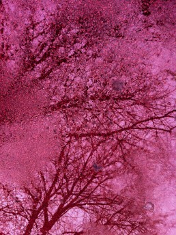 Shadow of tree on a wet red pavement on Christmas day.